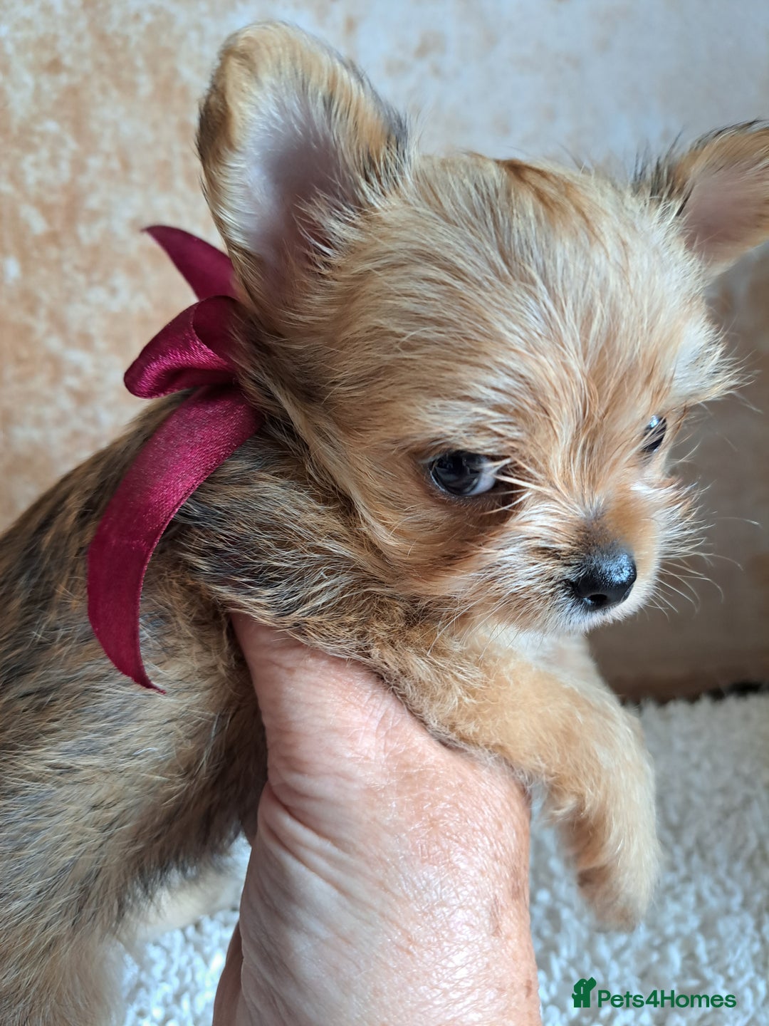 Chorkie dogs for sale: Chorkie boy for sale - Image 1