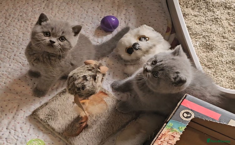 British Shorthair cats - Advert 14