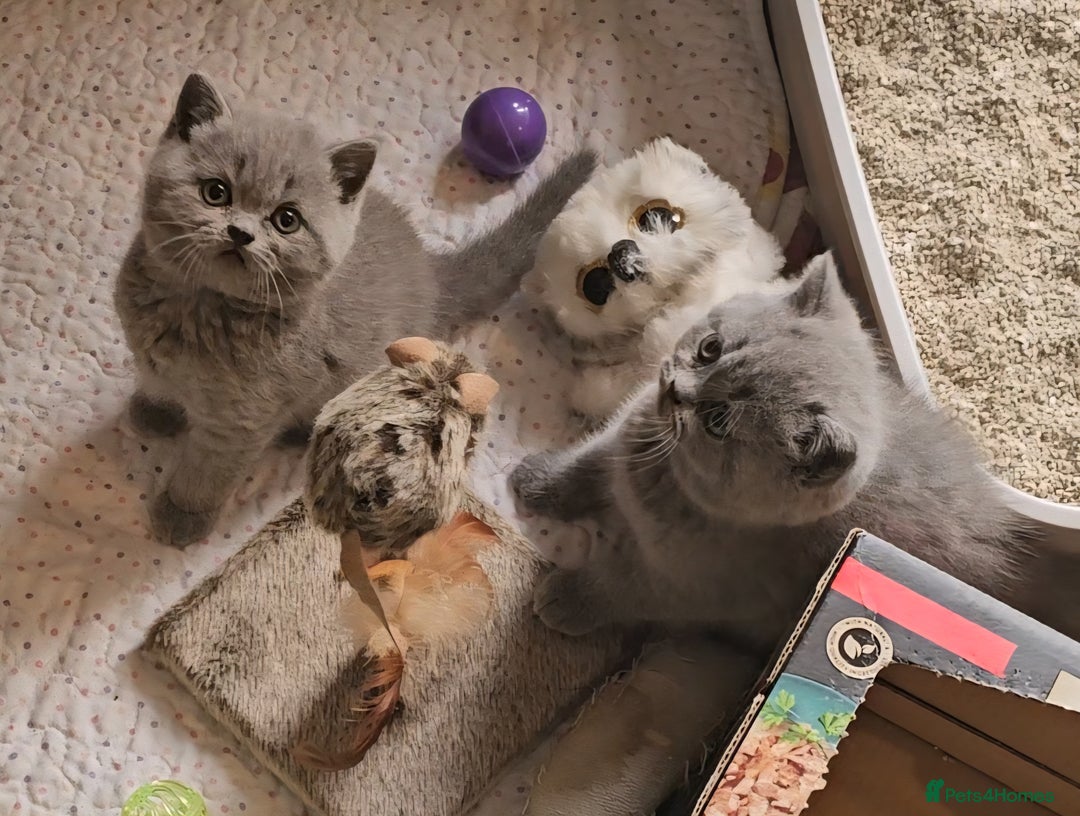 British Shorthair cats for sale: Pure british  shorthair  kittens  - Image 1