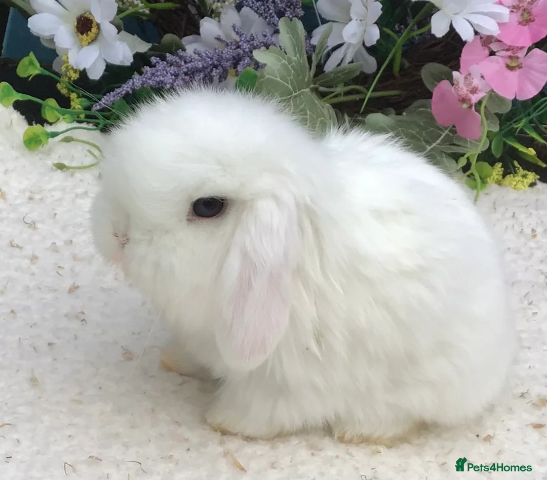 Mini Lop rabbits for sale: Mini lop buck - Advert 1