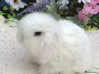 Mini Lop rabbits Mini lop buck - Advert 1