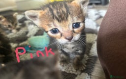 Bengal cats for sale: Half Bengal Kittens - Image 13