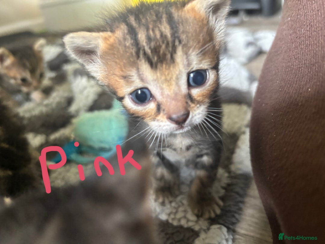 Bengal cats for sale: Half Bengal Kittens - Image 13