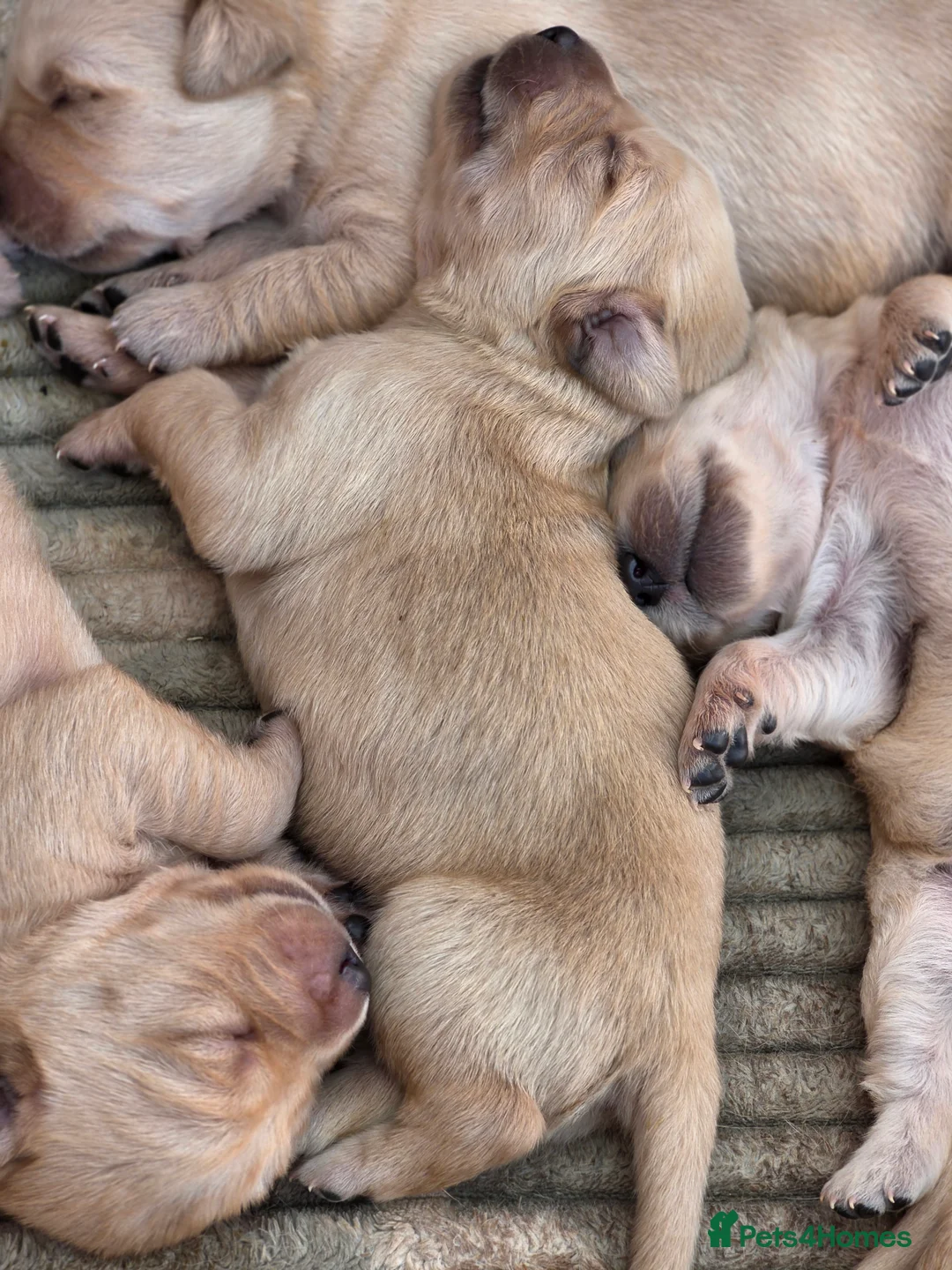 Goldador dogs for sale: Beautiful Goldador Puppies – Home Raised - Advert 2