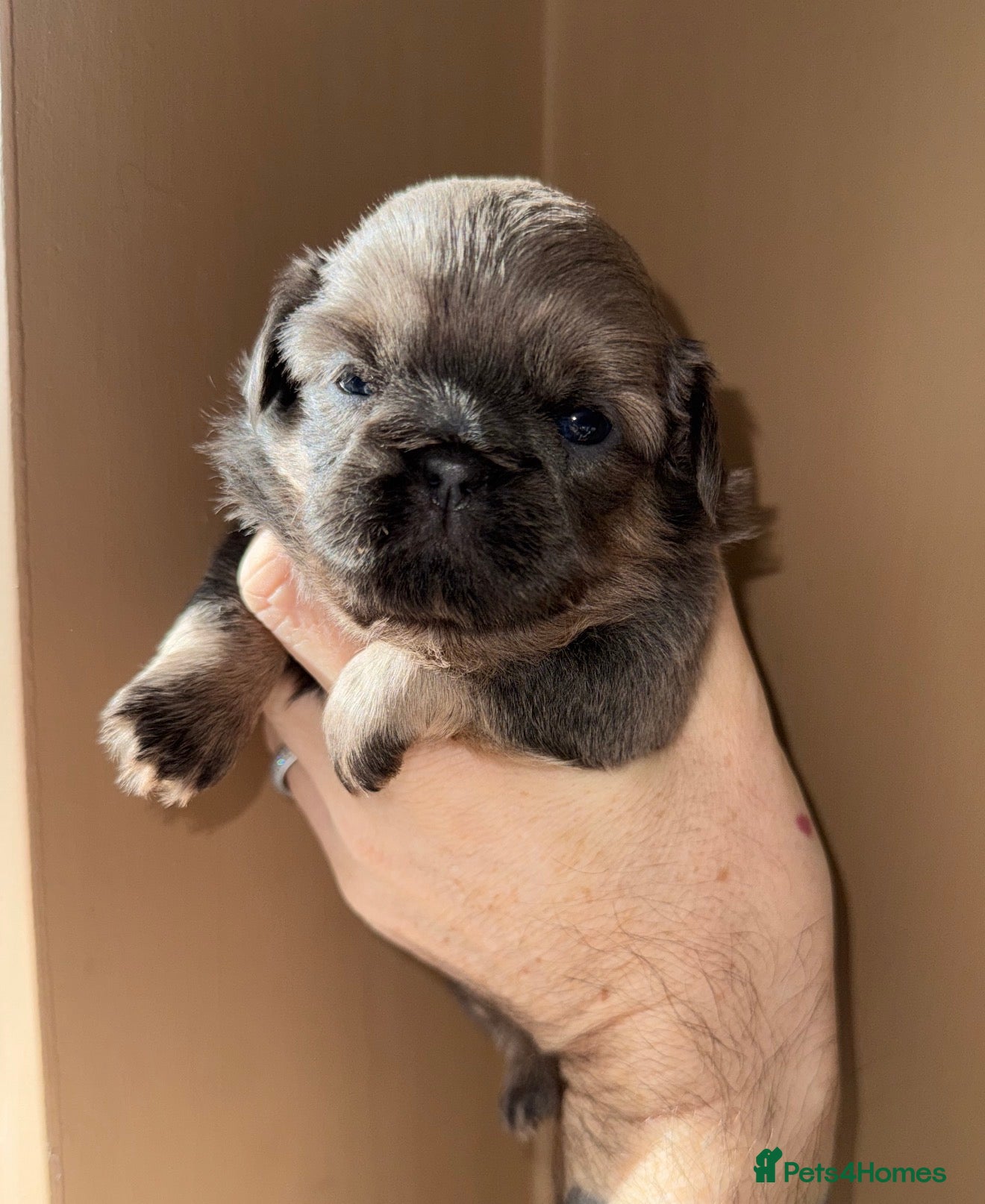 Shih Tzu dogs 💛🧡💜Stunning KC Shih Tzu Puppies🩷🧡💛 - Advert 4