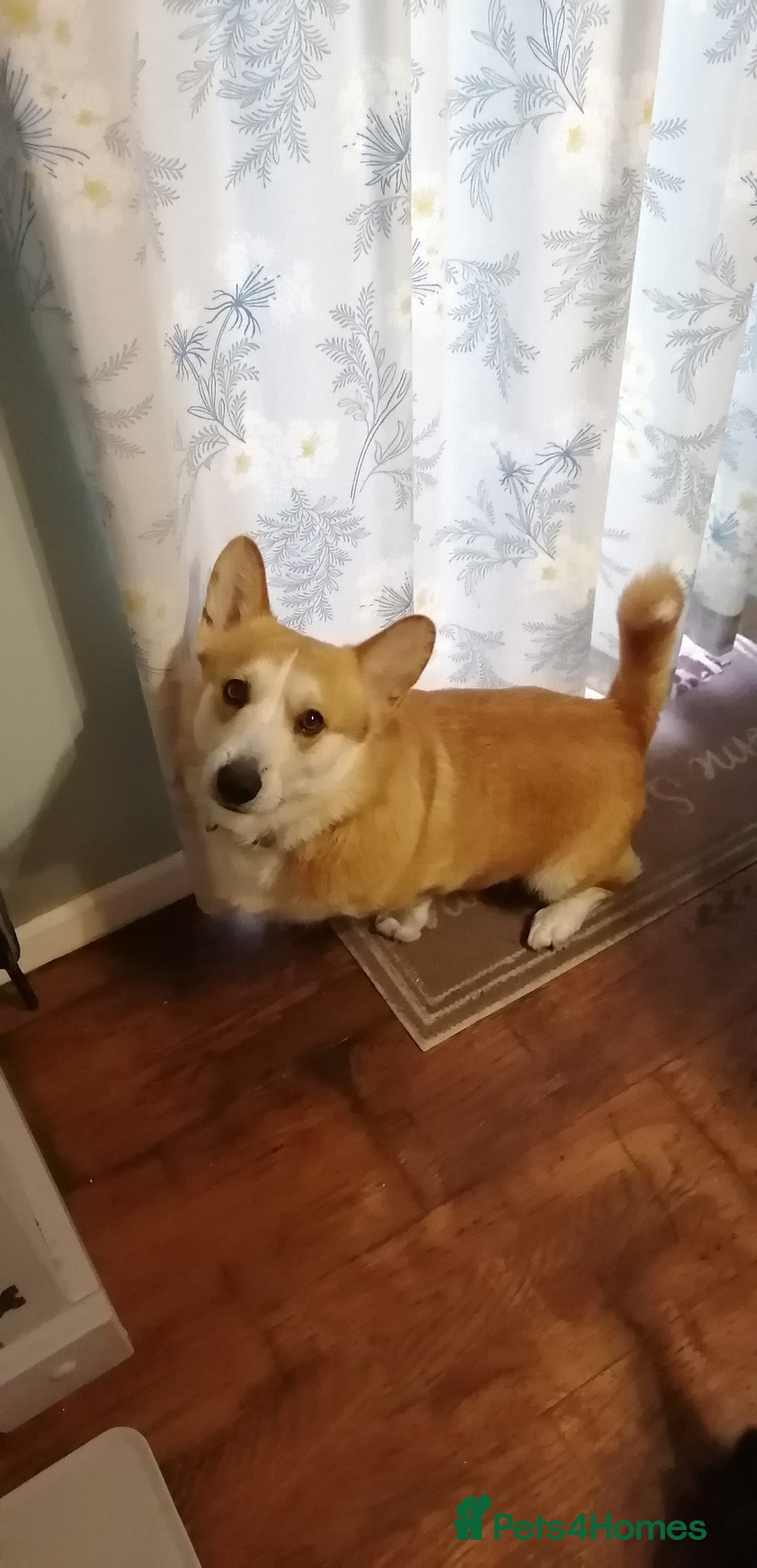 Welsh Corgi Cardigan dogs for sale: Adult Corgi - Advert 2