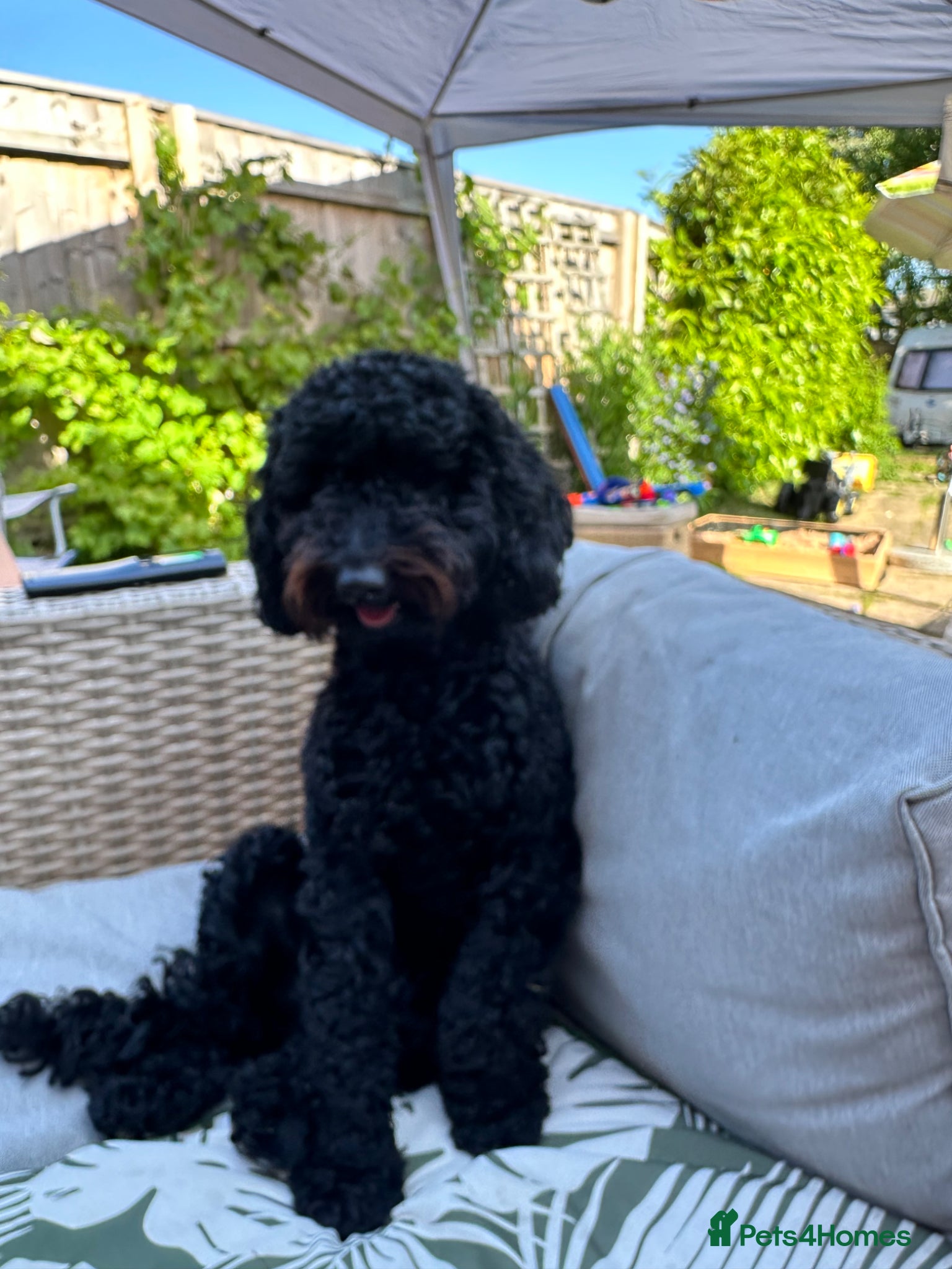 Mixed Breed dogs for sale: doxiepoo pups x2 female x4 male  - Advert 14