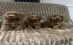 Cockapoo dogs for sale: Beautiful cockapoo’s - Image 9