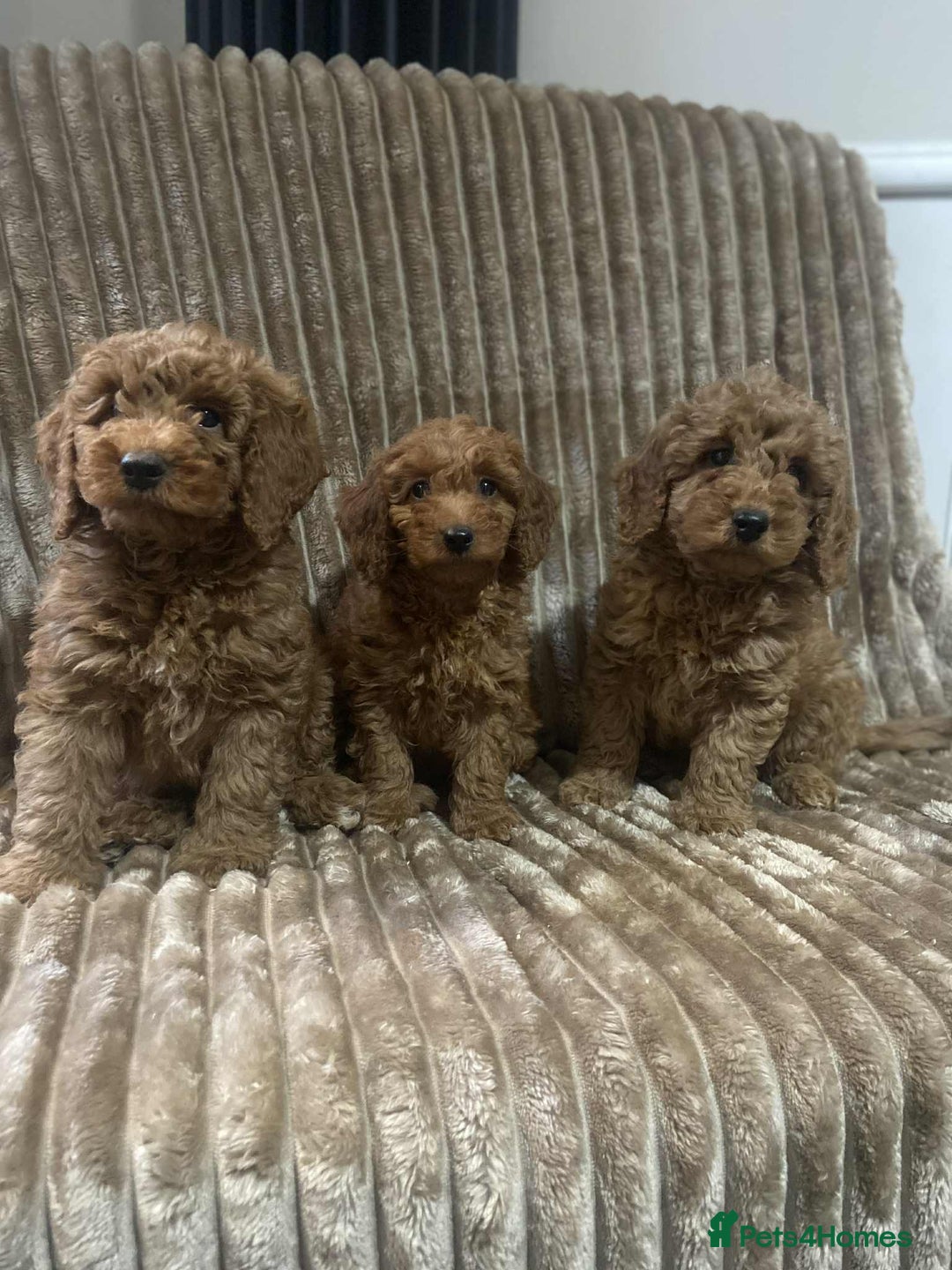 Cockapoo dogs for sale: Beautiful cockapoo’s - Image 9