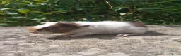 Guinea Pig rodents for sale: Lovely little bonded babies - Advert 2