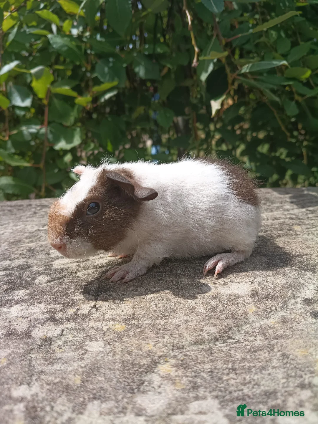 Guinea Pig rodents for sale: Lovely little bonded babies - Advert 2