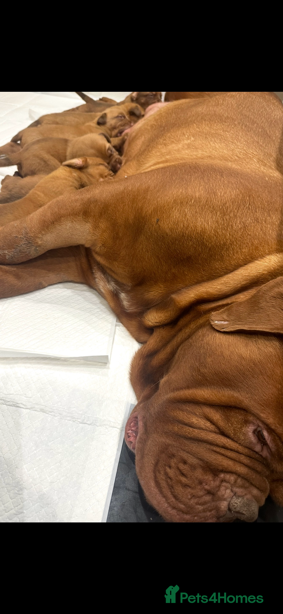 Dogue De Bordeaux dogs for sale: Pick of litter - Image 5
