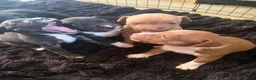 Mixed Breed dogs for sale: 6 puppies for sale, 5 males, 1 female in Dukinfield - Advert 3
