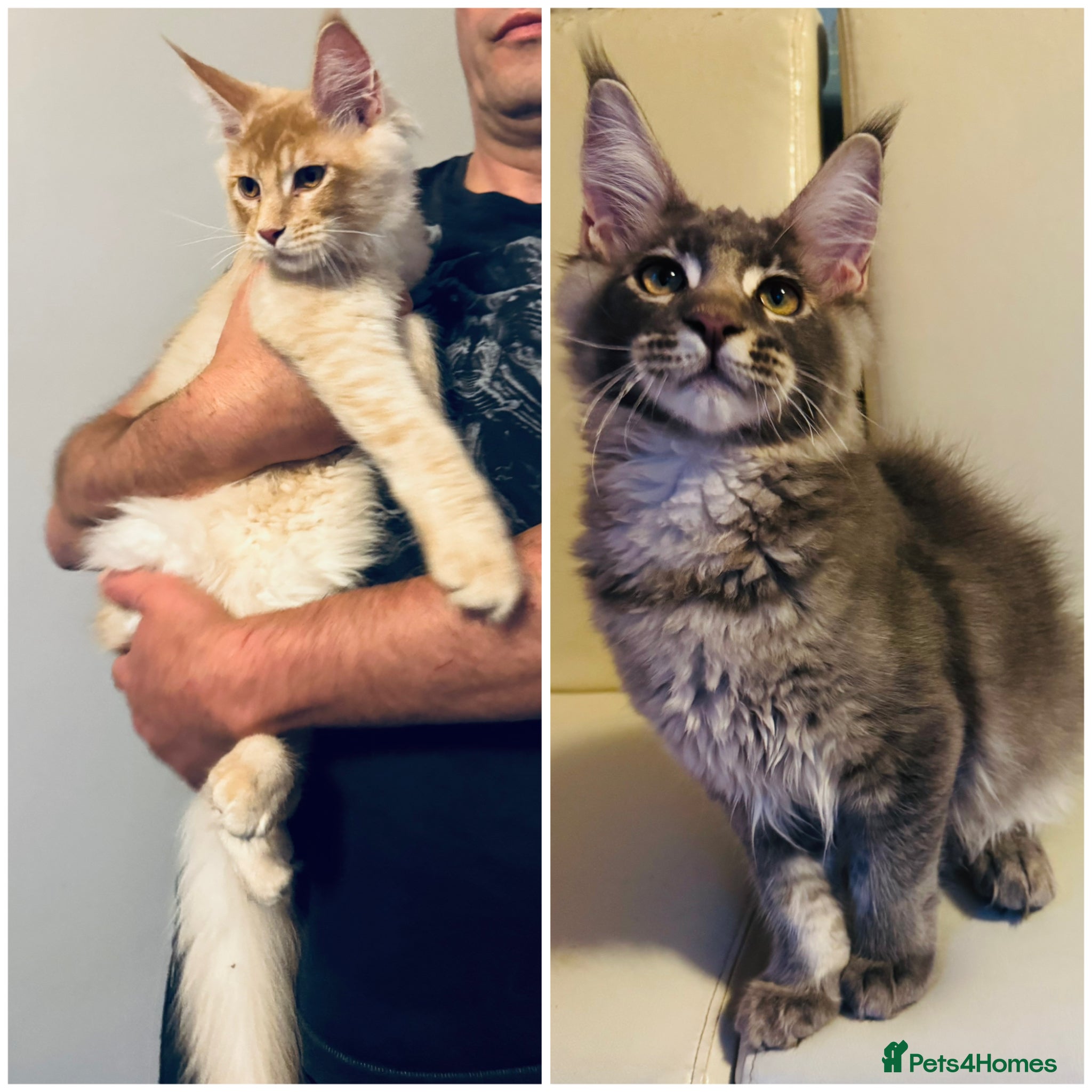 Maine Coon cats Top quality TICA Male Maine Coons active possible  - Advert 1