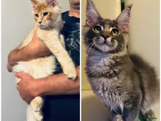 Maine Coon cats for sale: Top quality TICA Male Maine Coons active possible - Advert 1