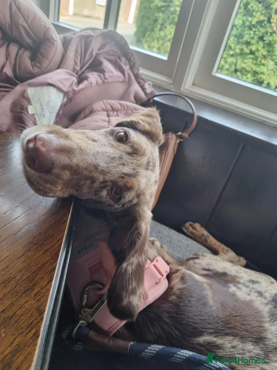 Mixed Breed dogs for sale: Sprocker poodle lab mix - Advert 2
