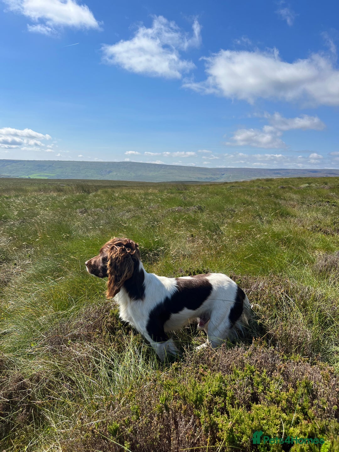 English Springer Spaniel dogs for stud: Health tested, proven working springer spaniel  in Northallerton - Advert 2