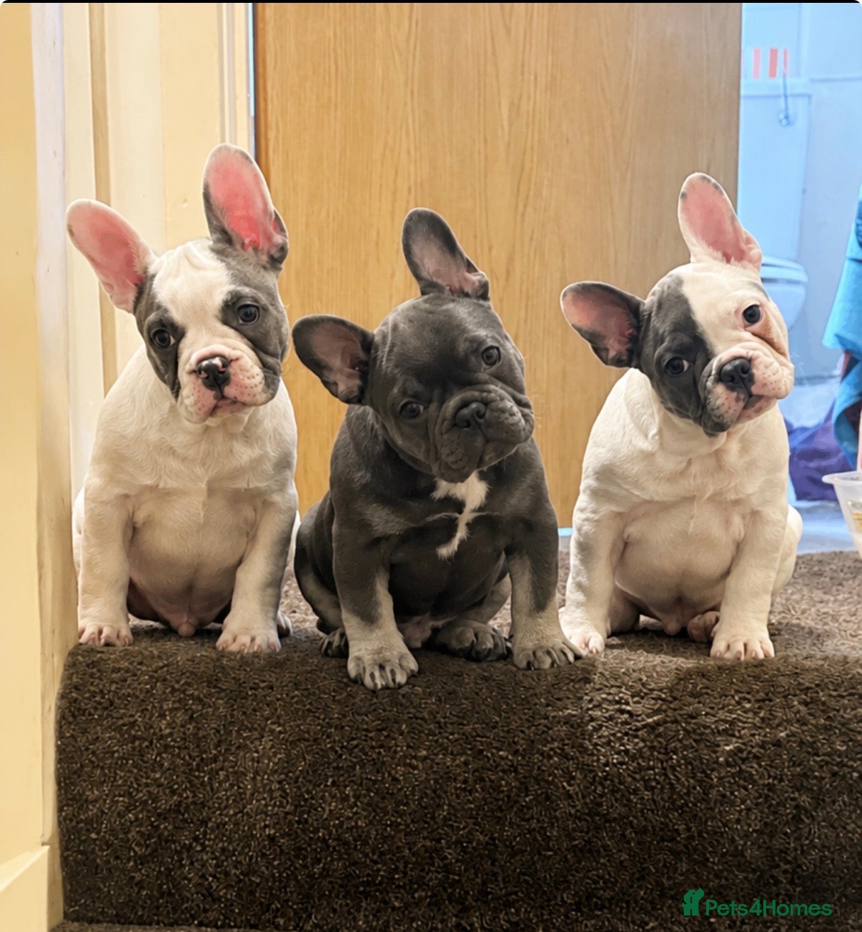 French Bulldog dogs Beautiful litter of 3 French bulldog boys  - Advert 1