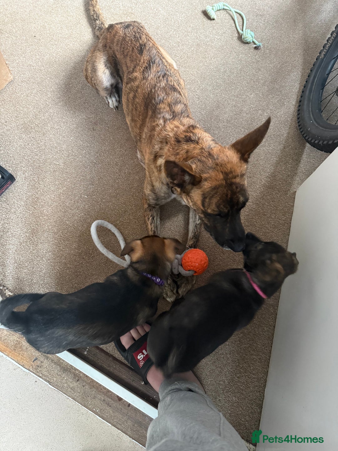 Mixed Breed dogs for sale: German Shepherd x Staffy x Jack Russell puppies  - Advert 16