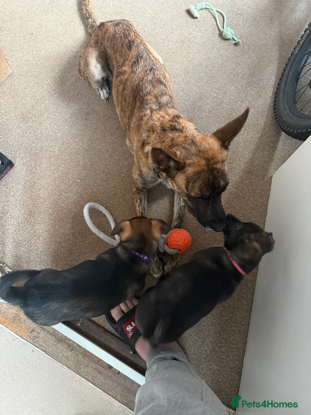 Mixed Breed dogs for sale: German Shepherd x Staffy x Jack Russell puppies  - Advert 16