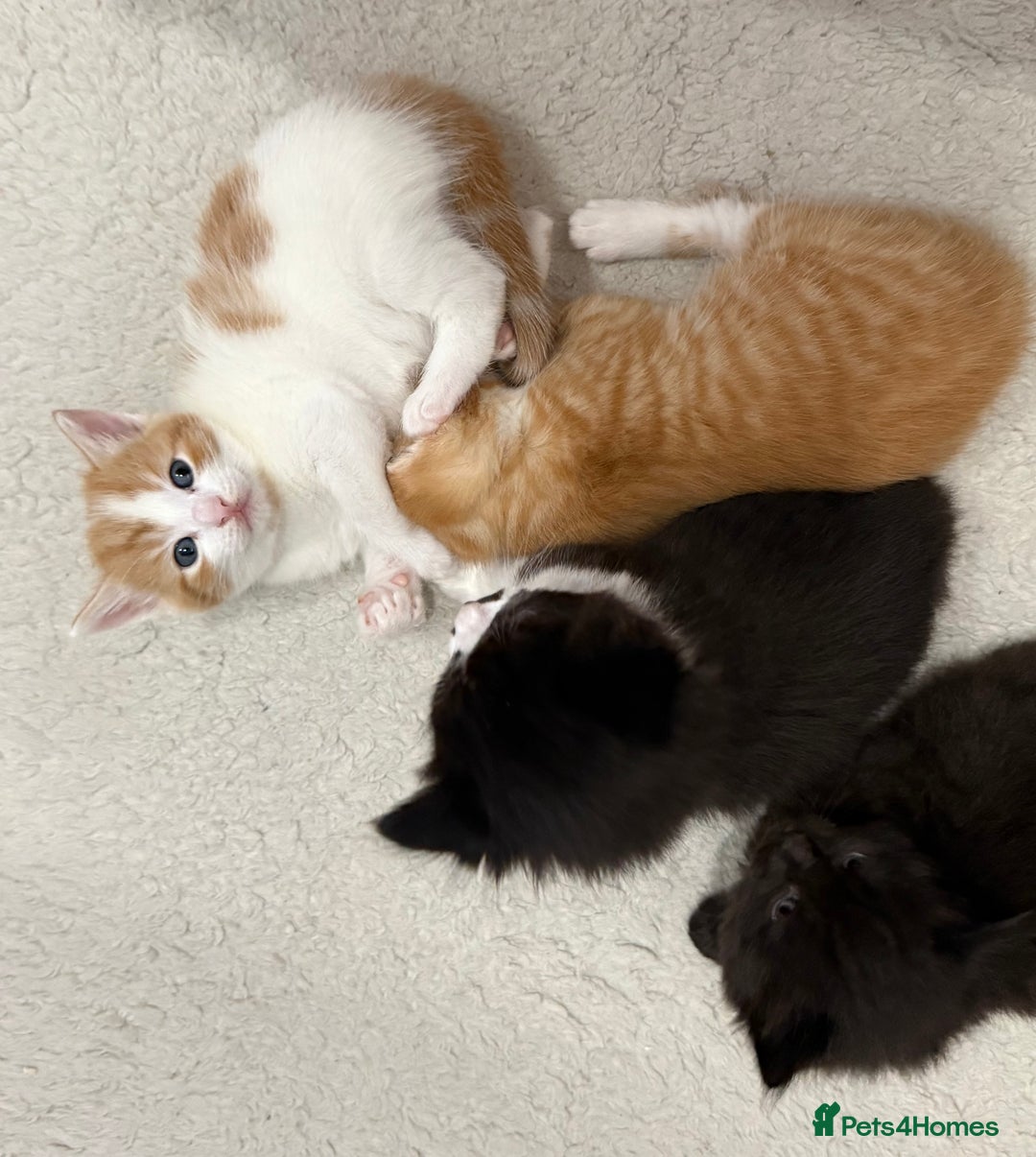 Ragdoll cats for sale: Ragdoll Mix Litter - Advert 2