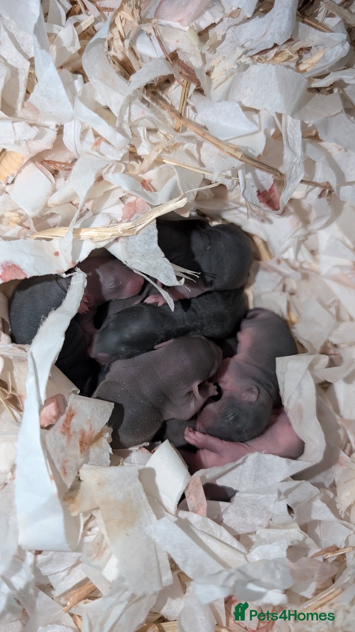 Rat rodents Baby male and female rats - Advert 1