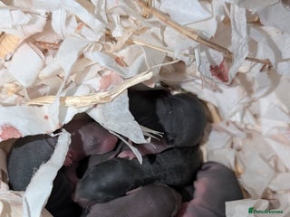 Rat rodents Baby male and female rats - Advert 1