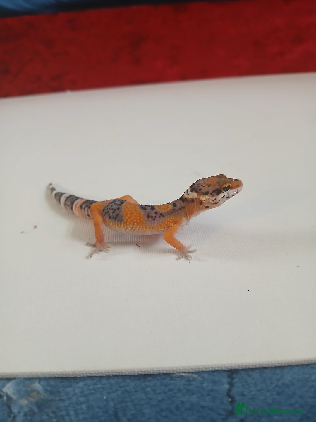 Leopard Gecko reptiles for sale: Baby leopard geckos for sale  - Image 8