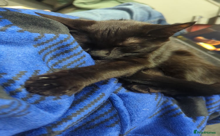 Domestic Shorthair cats - Advert 6