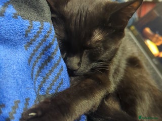 Domestic Shorthair cats - Advert 18