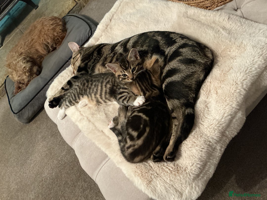 Mixed Breed cats for sale: Gorgeous tabby kittens - Advert 6