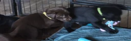 Labrador Retriever dogs for sale: Labrador Puppies Black & Chocolate Ready 31st Oct - Advert 23