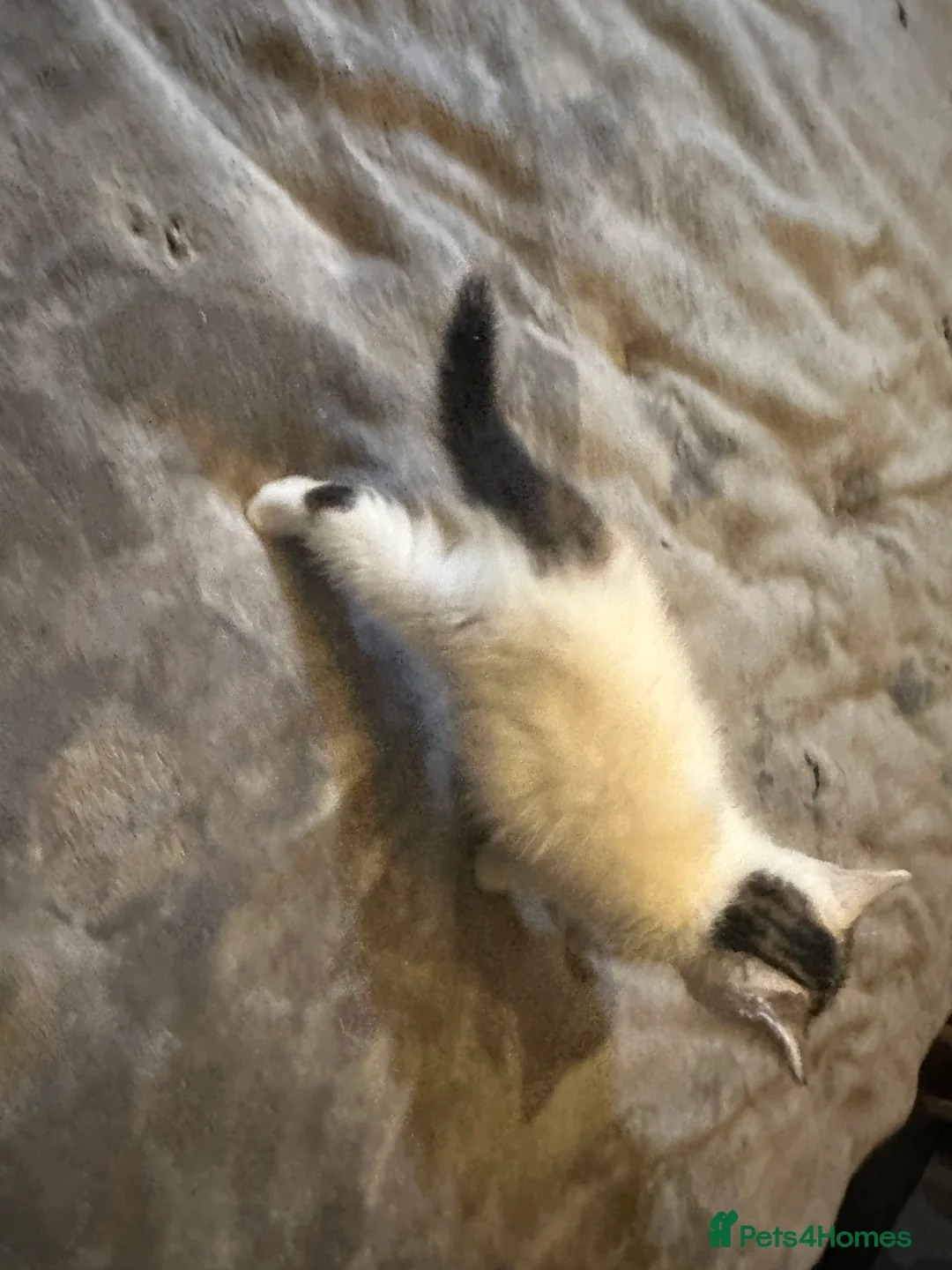 Mixed Breed cats for sale: Playful kitten ready to find a home (9 weeks) - Advert 13