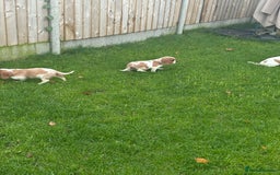 Cavalier King Charles Spaniel dogs for sale: ✨Adorable King Charles Cavalier Puppies✨READY NOW✨ - Advert 20