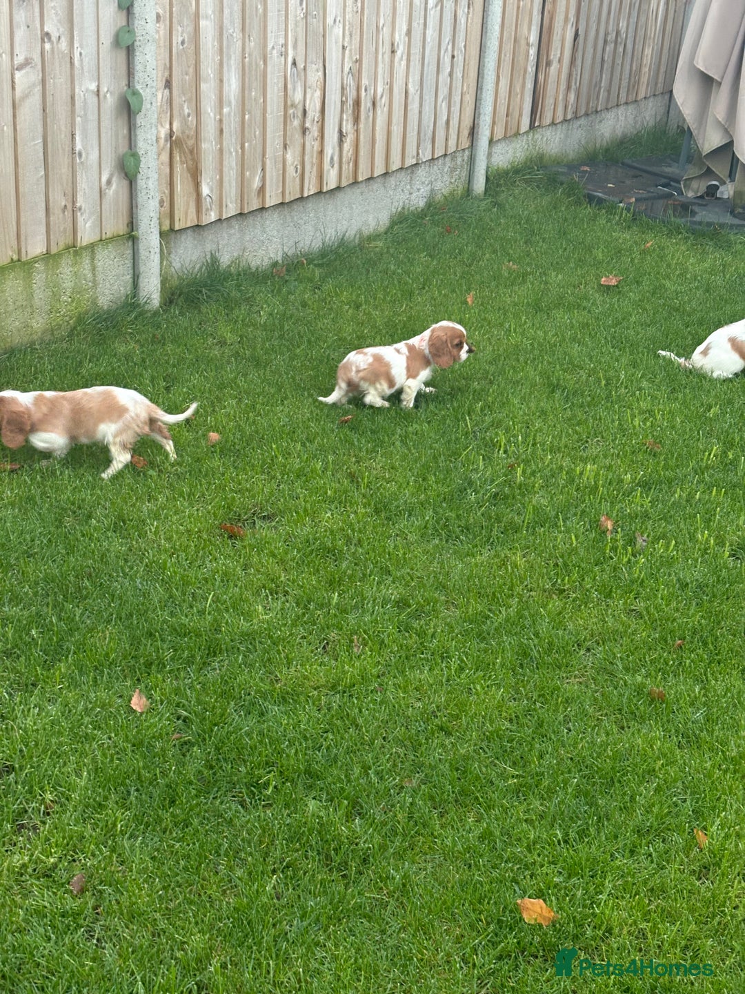 Cavalier King Charles Spaniel dogs for sale: ✨Adorable King Charles Cavalier Puppies✨READY NOW✨ - Advert 20