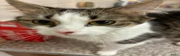 British Shorthair cats for sale: 2 girl cats  - Advert 3