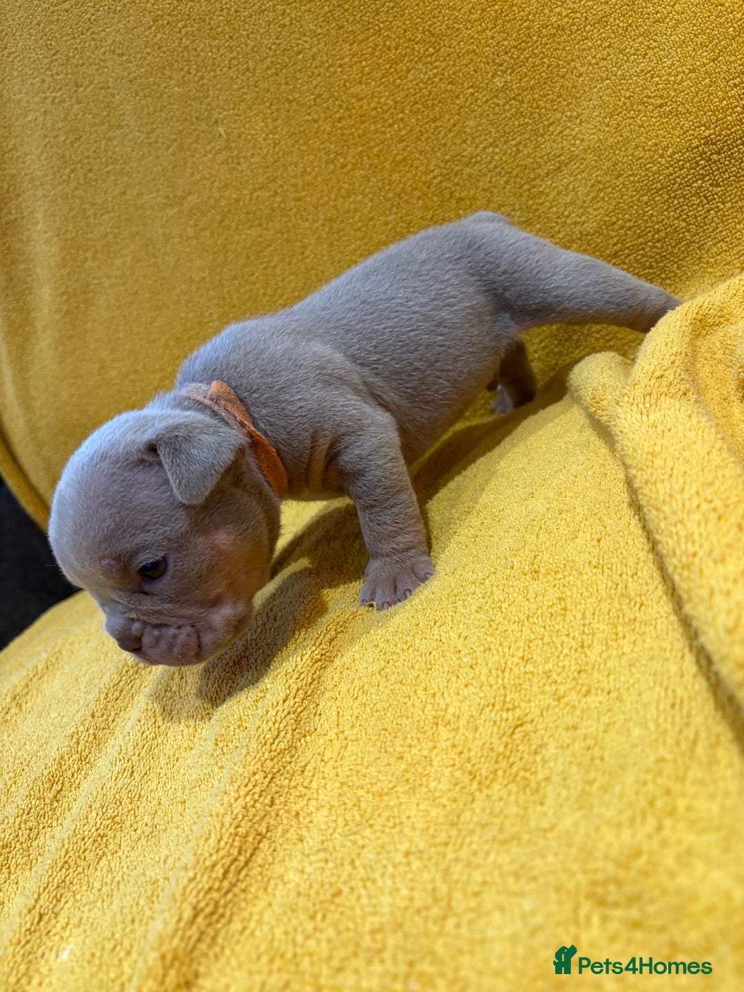 English Bulldog dogs for sale: For sale: 7 English Bulldog Puppies - Image 18