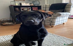 Labrador Retriever dogs for stud: Proven KC Labrador Stud in Stoke-on-Trent - Image 7