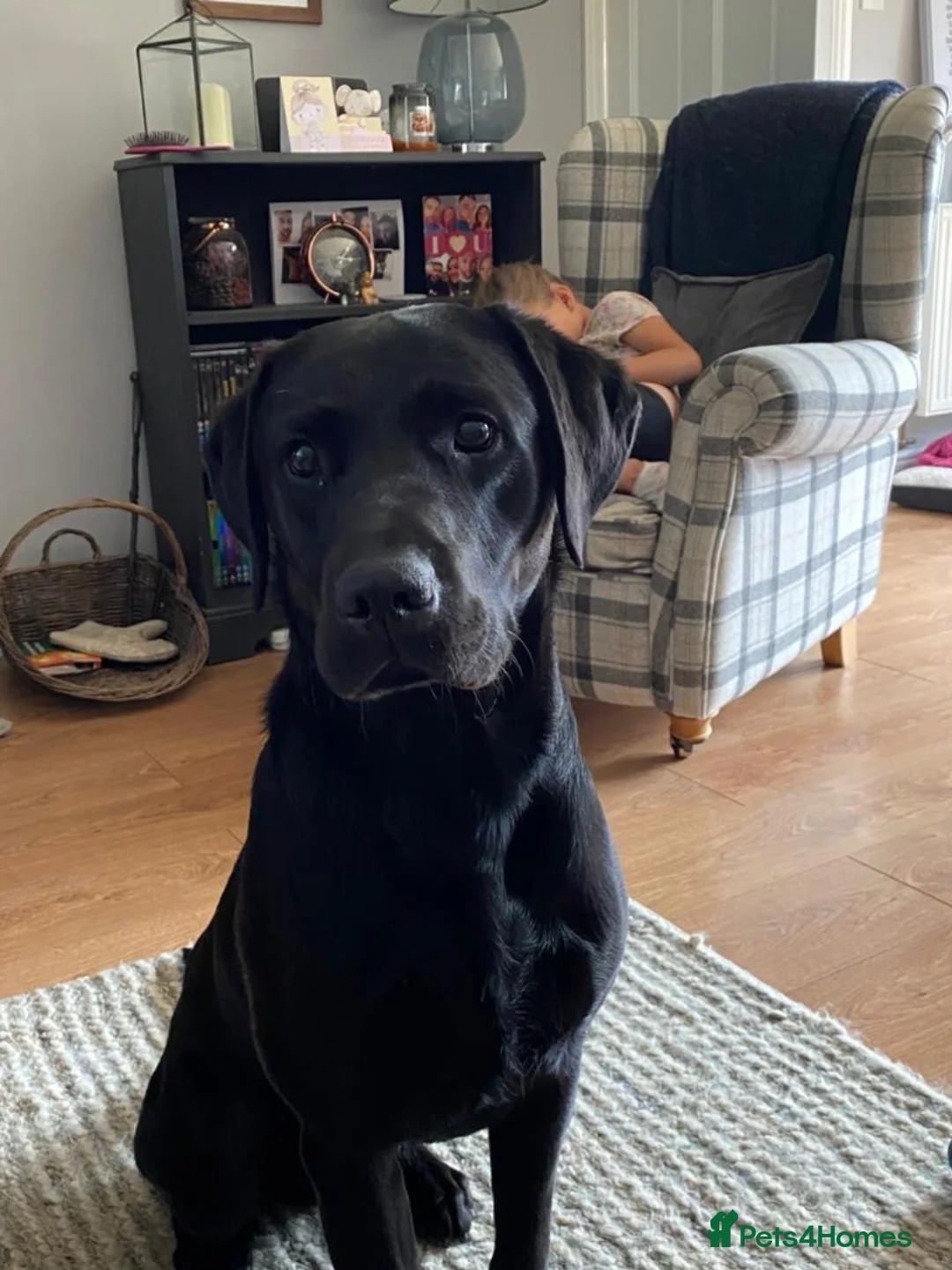 Labrador Retriever dogs for stud: Proven KC Labrador Stud in Stoke-on-Trent - Advert 7
