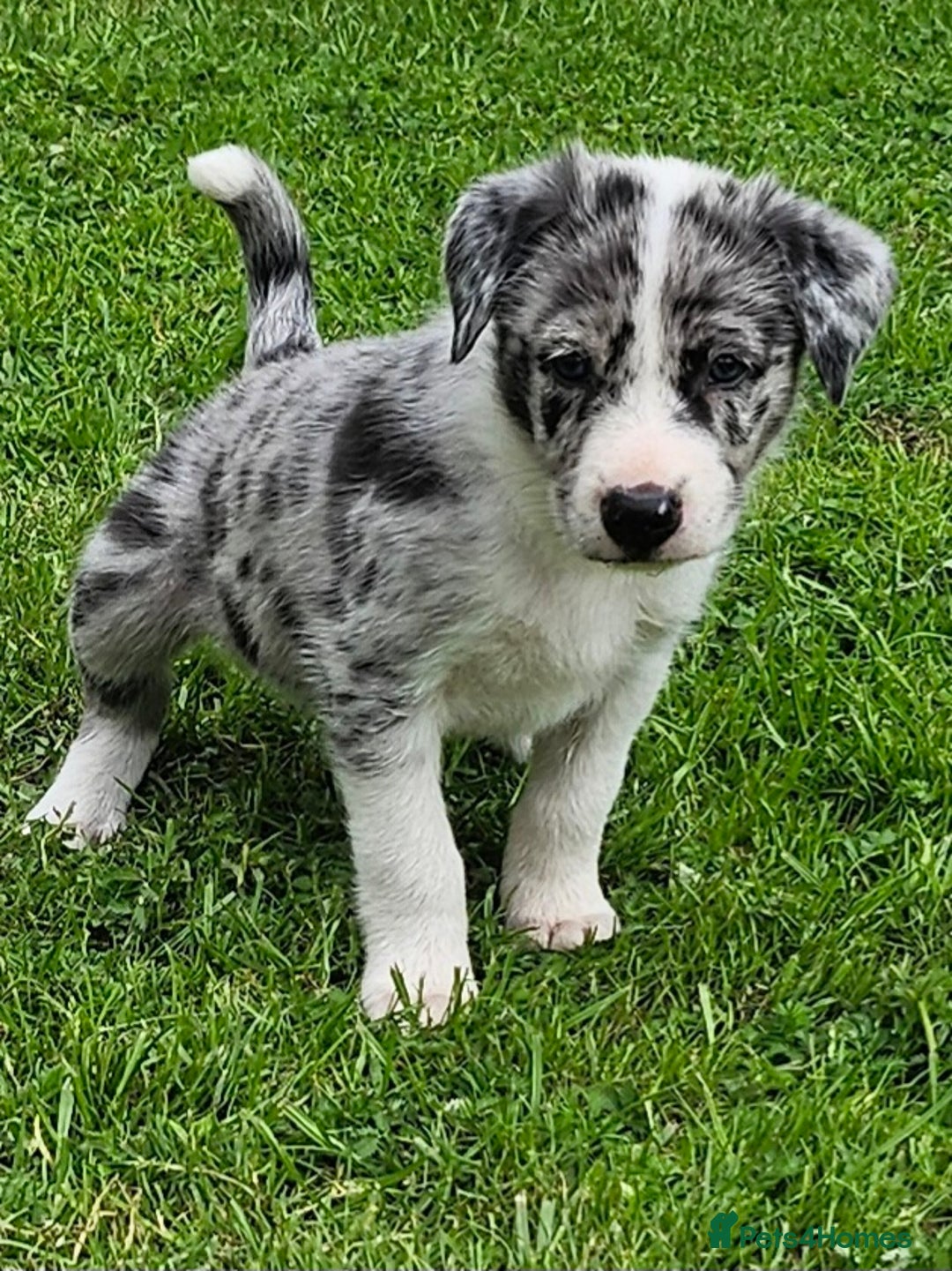 Border Collie dogs for sale: Unique blue eyed blue merle border collie puppies - Image 19