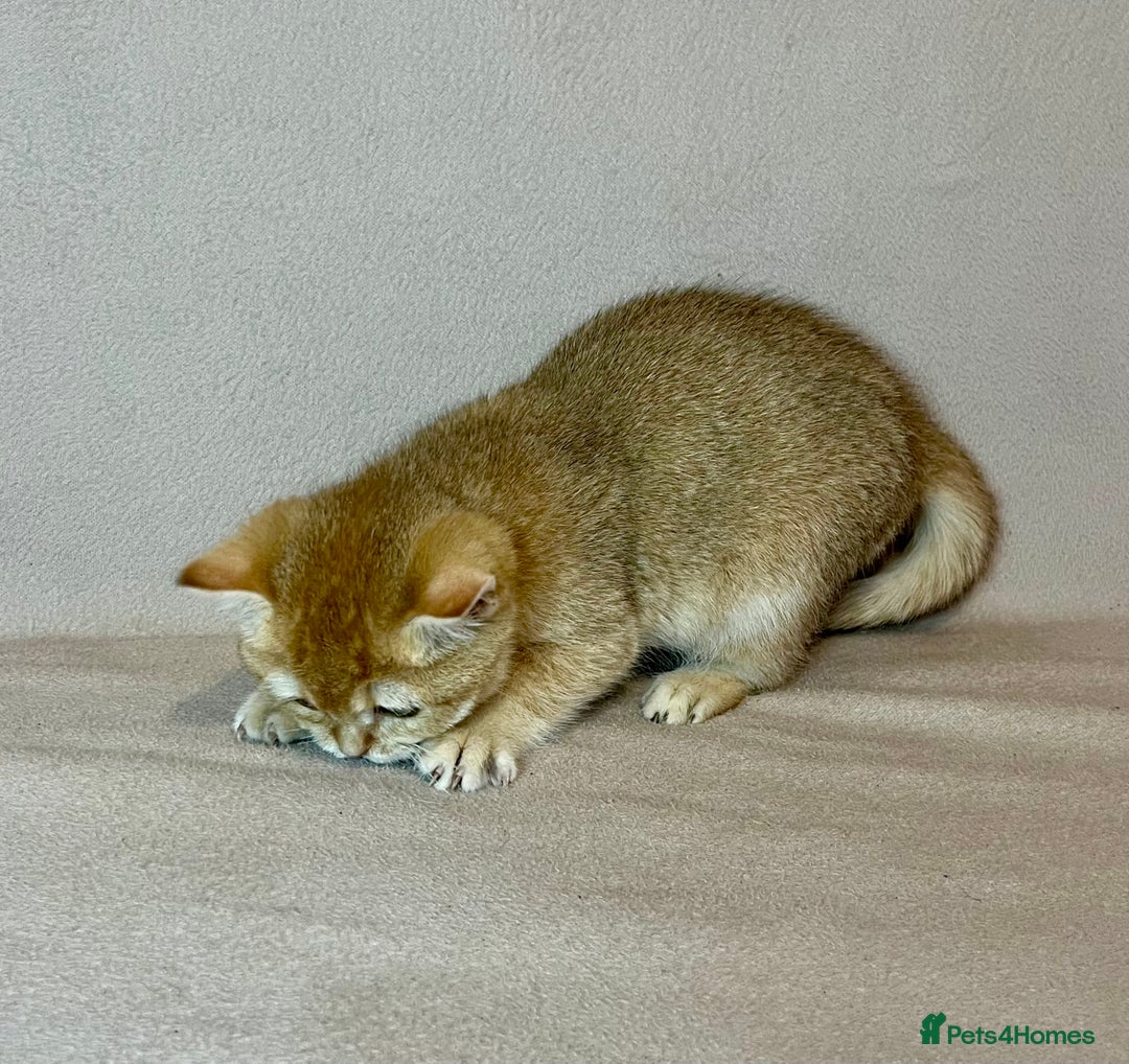 British Shorthair cats for sale: 🐾BSH Golden Kittens🐾  - Advert 4