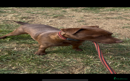 Patterdale Terrier dogs for sale: Patterdale bitch  - Image 1