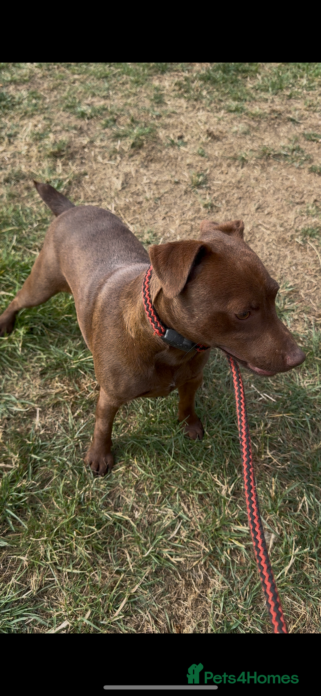 Patterdale Terrier dogs for sale: Patterdale bitch  - Image 1