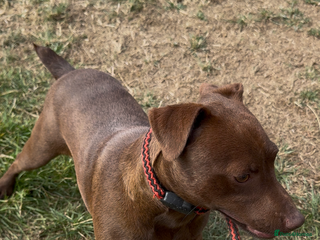 Patterdale Terrier dogs - Advert 5