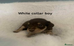 Mixed Breed dogs for sale: Adorable Doxipoo puppies  - Image 2