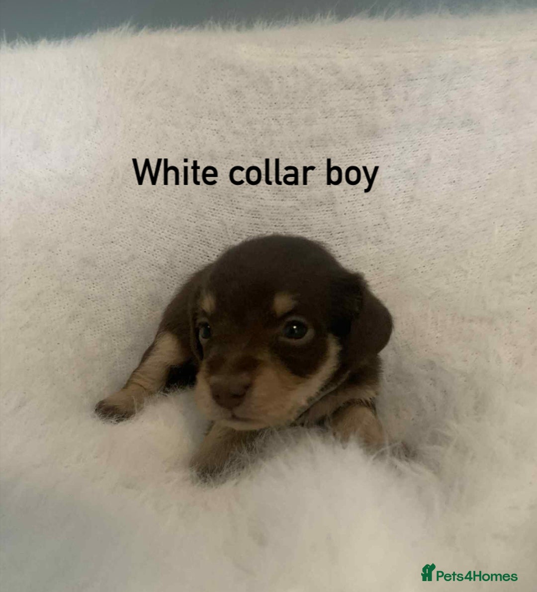 Mixed Breed dogs for sale: Adorable Doxipoo puppies  - Image 2