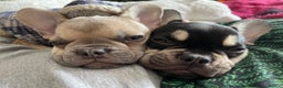 French Bulldog dogs for sale: Two FrenchBull dog Brothers - Advert 5