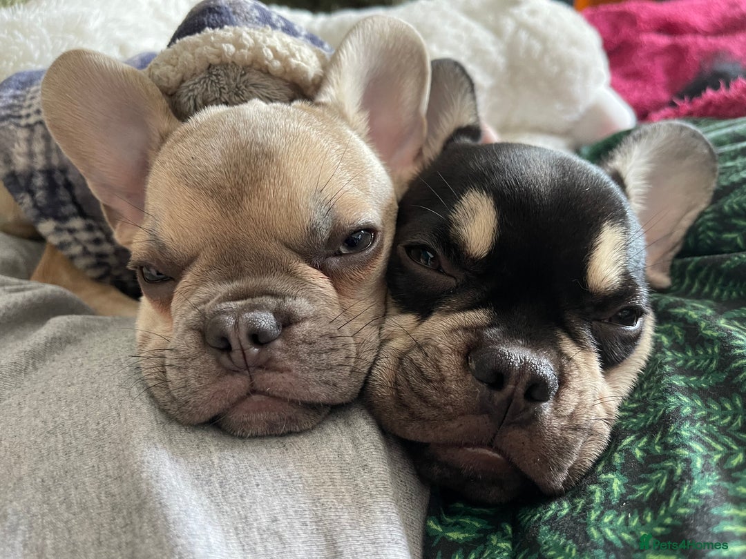 French Bulldog dogs for sale: Two FrenchBull dog Brothers - Advert 5
