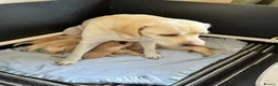 Labrador Retriever dogs for sale: KC Registered Yellow Labrador Puppies - Advert 7