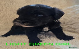 Tibetan Terrier dogs for sale: Adorable fluffy TToodle puppies  - Image 34